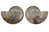 Cut & Polished, Agatized Ammonite Fossil - Madagascar #212892-1